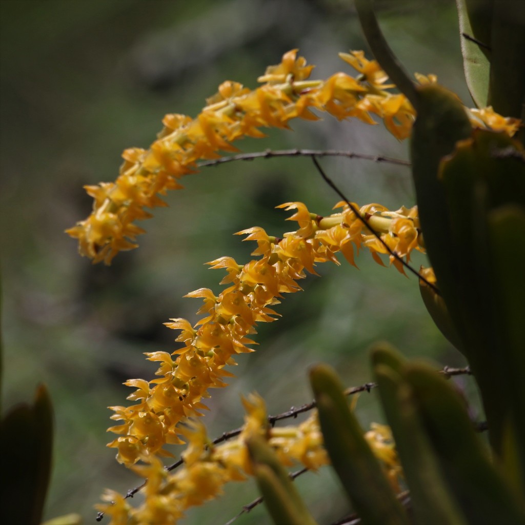Diaphananthe welwitschii