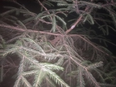 Picea abies