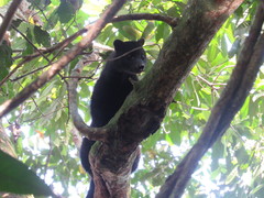 African Civet photo 5