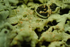 Erythricium aurantiacum