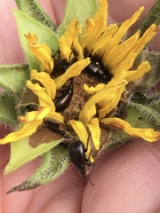 Haplorhynchites aeneus