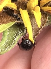 Haplorhynchites aeneus