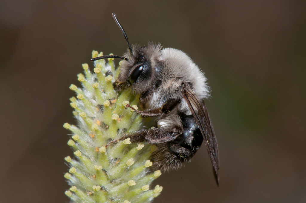 Grey-backed Mining Bee