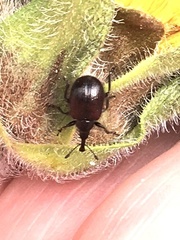 Haplorhynchites aeneus