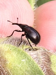 Haplorhynchites aeneus