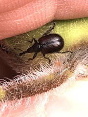 Haplorhynchites aeneus