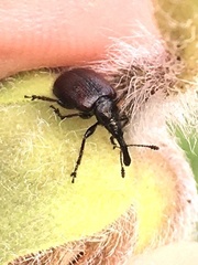 Haplorhynchites aeneus