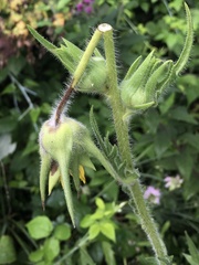 Haplorhynchites aeneus