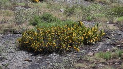 Diaphananthe welwitschii image