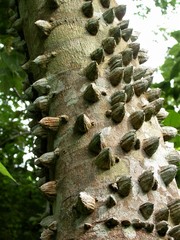 Zanthoxylum setulosum