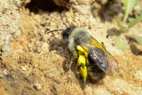 Grey-backed Mining Bee, photo 2 of 10