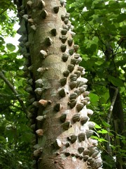 Zanthoxylum setulosum