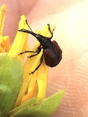 Haplorhynchites aeneus