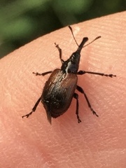 Haplorhynchites aeneus