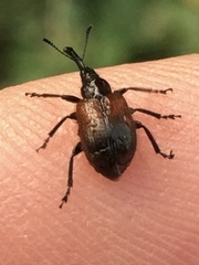 Haplorhynchites aeneus