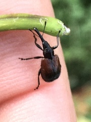 Haplorhynchites aeneus