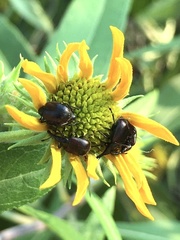 Haplorhynchites aeneus