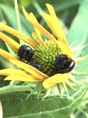 Haplorhynchites aeneus