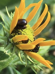 Haplorhynchites aeneus