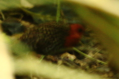 Sarothrura elegans