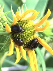 Haplorhynchites aeneus