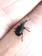 Haplorhynchites aeneus