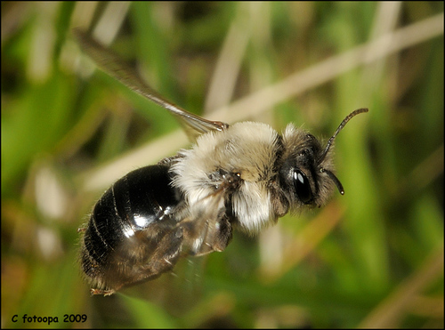 Grey-backed Mining Bee, photo 3 of 10