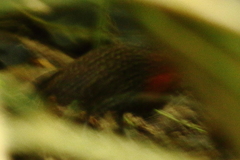 Sarothrura elegans