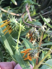 Haplorhynchites aeneus