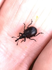 Haplorhynchites aeneus