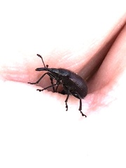 Haplorhynchites aeneus