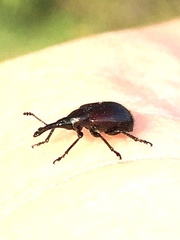 Haplorhynchites aeneus