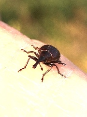 Haplorhynchites aeneus