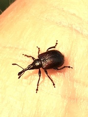 Haplorhynchites aeneus