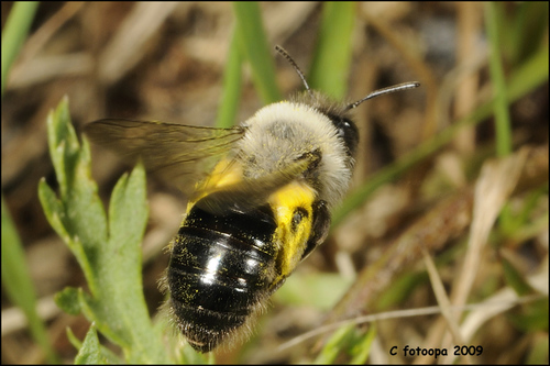 Grey-backed Mining Bee, photo 4 of 10