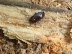 Coleoptera