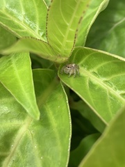 Megafreya sutrix