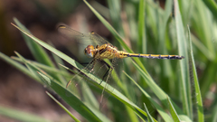Orthetrum hintzi