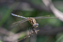 Orthetrum machadoi