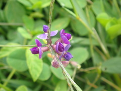 Glycine tomentella
