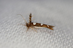 Stathmopoda triselena