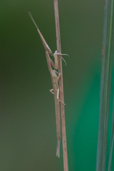 Pyrgomantis rhodesica