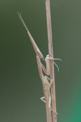 Pyrgomantis rhodesica