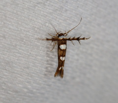 Stathmopoda triselena