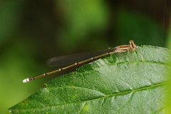 Pseudagrion hageni