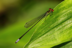Pseudagrion hageni