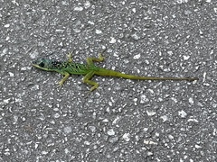 Anolis extremus