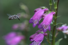 Anthophora marginata
