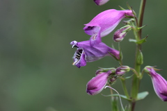 Anthophora marginata