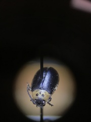 Disonycha triangularis